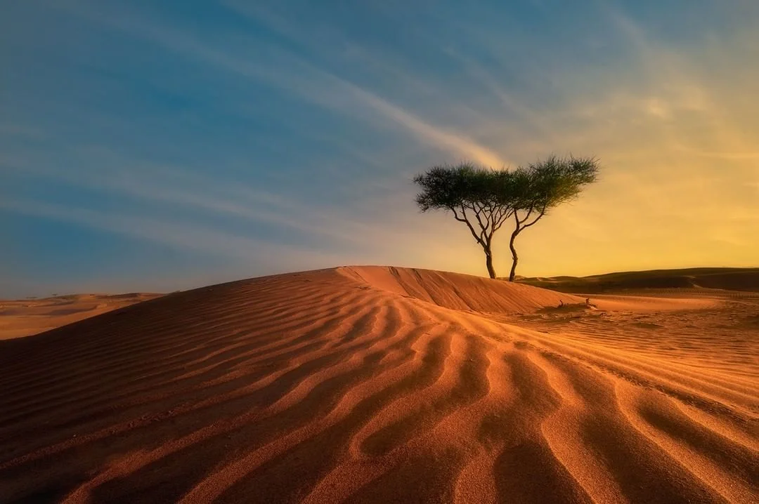 كثيب رملي عند الغروب وشجرة سَمُر — تموّجات الرمل تصعد بالعين إلى الشجرة